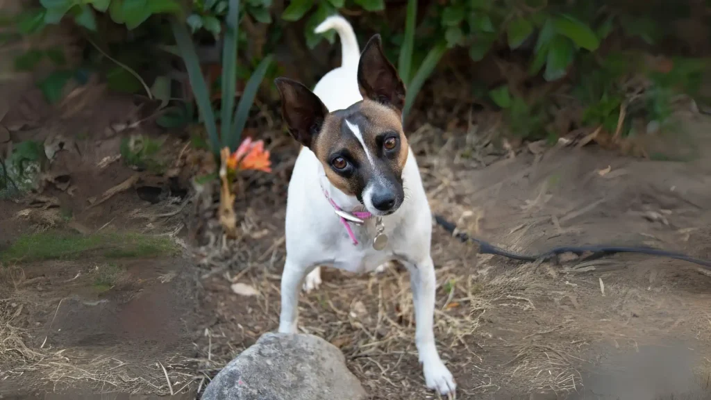 Brazilian Terrier Dog photo