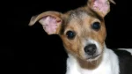 Brazilian Terrier Dog photo