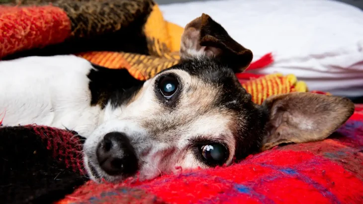 Brazilian Terrier Dog photo