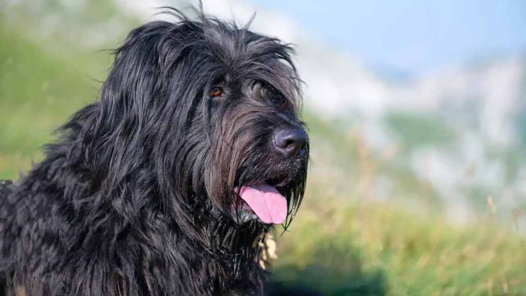 Briard Dog photo