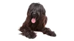 Briard Dog photo