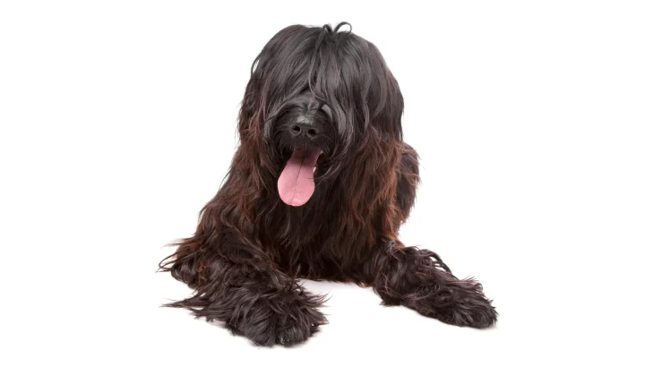 Briard Dog photo
