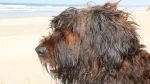Briard Dog photo
