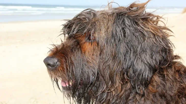 Briard Dog photo