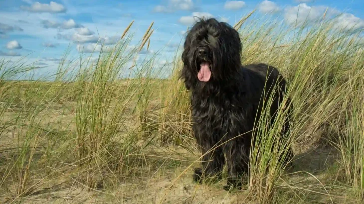 Briard Dog photo