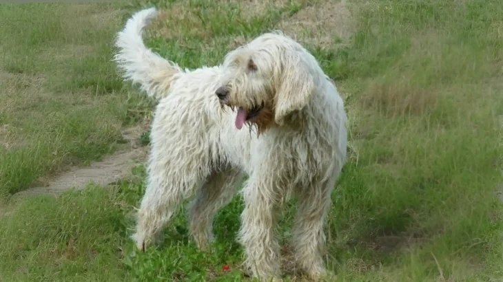 Briquet Griffon Vendeen Dog photo