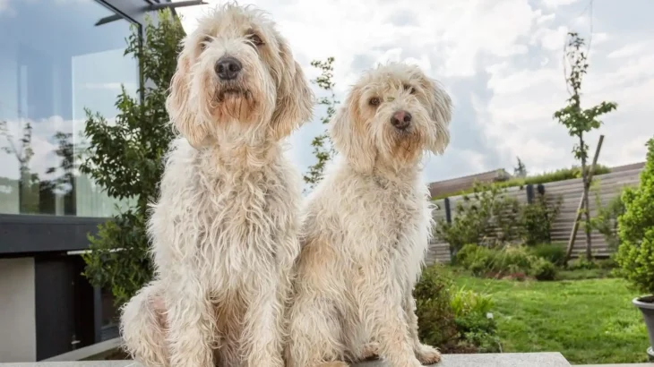 Briquet Griffon Vendeen Dog photo