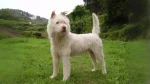 Briquet Griffon Vendeen Dog photo