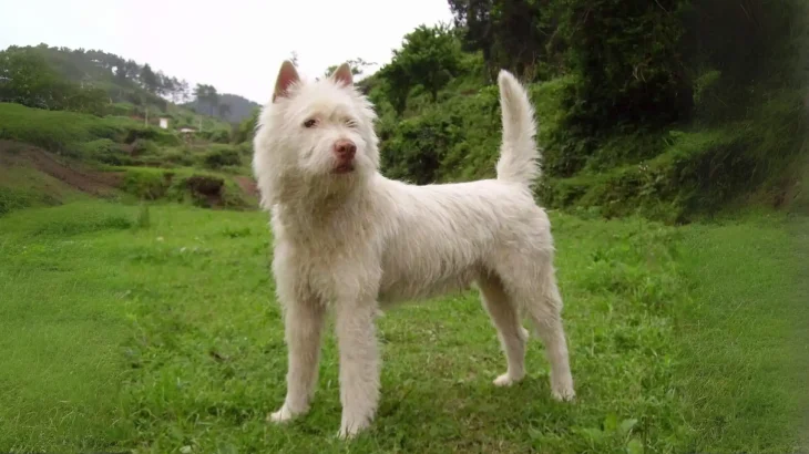 Briquet Griffon Vendeen Dog photo