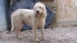 Briquet Griffon Vendeen Dog photo