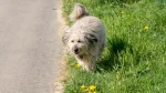 Briquet Griffon Vendeen Dog photo