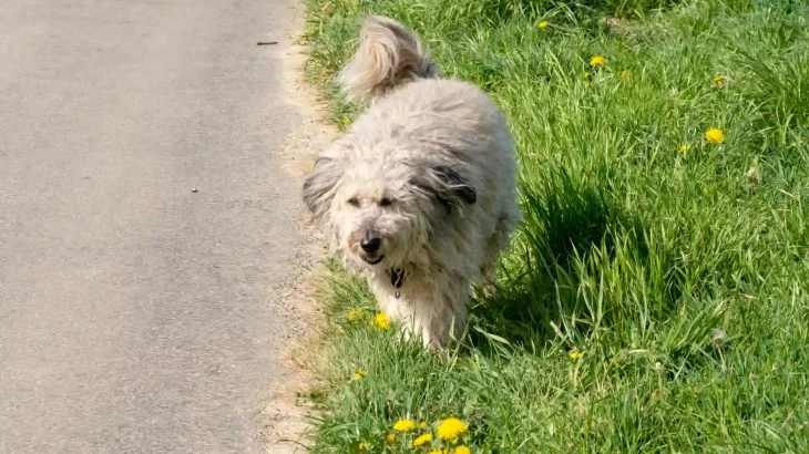 Briquet Griffon Vendeen Dog photo