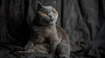 British Shorthair Cat photo