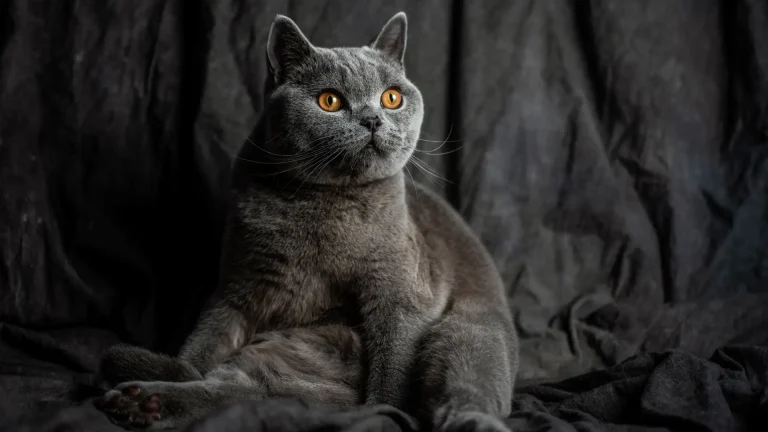 British Shorthair Cat photo