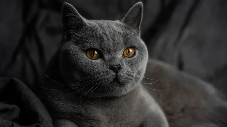 British Shorthair Cat photo