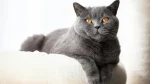 British Shorthair Cat photo