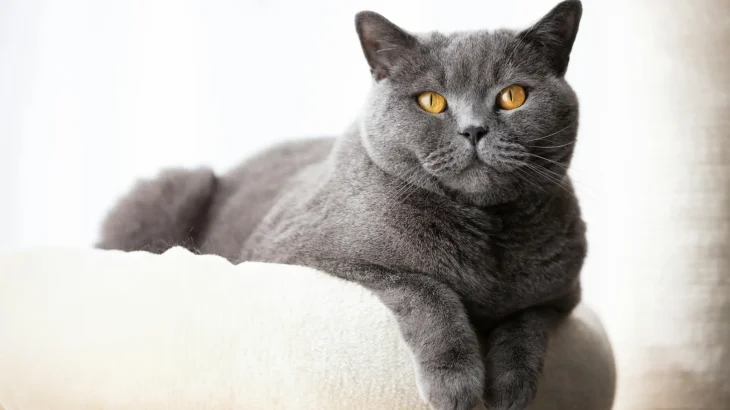 British Shorthair Cat photo