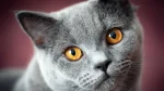 British Shorthair Cat photo