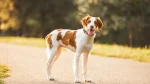 Brittany Spaniel Dog photo