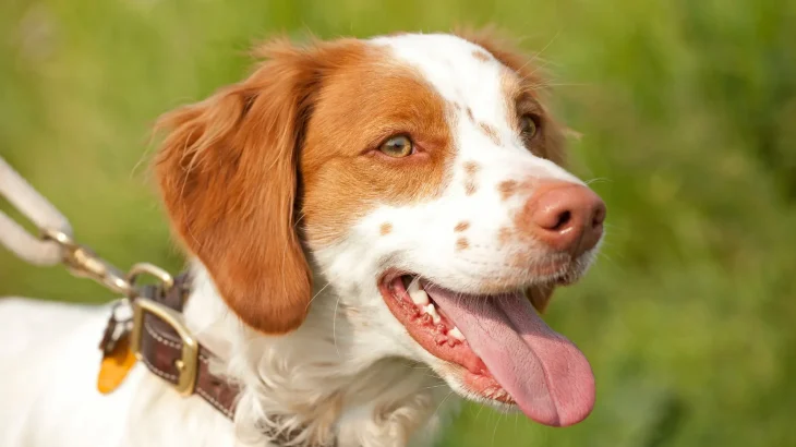Brittany Spaniel Dog photo