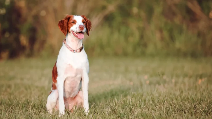 Brittany Spaniel Dog photo