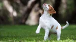 Brittany Spaniel Dog photo