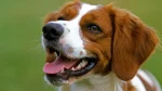 Brittany Spaniel Dog photo