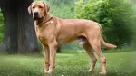 Broholmer Dog photo