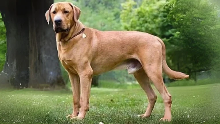 Broholmer Dog photo