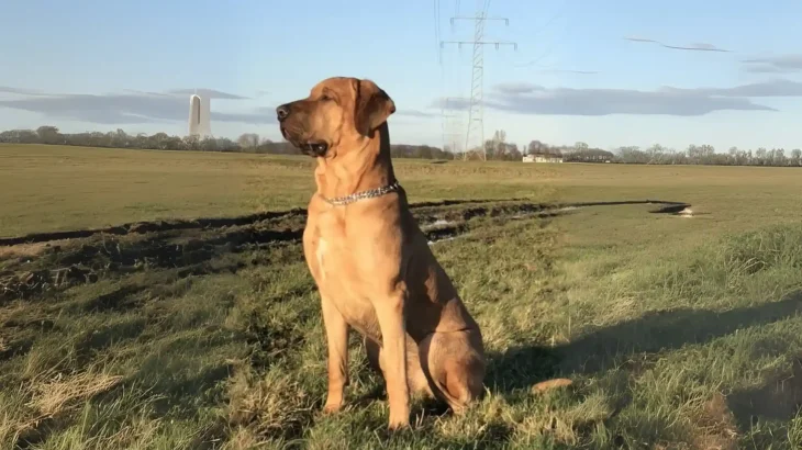 Broholmer Dog photo