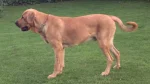 Broholmer Dog photo