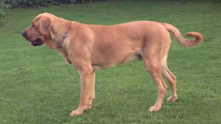 Broholmer Dog photo