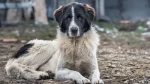 Bukovina Sheepdog Dog photo