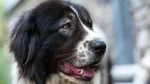 Bukovina Sheepdog Dog photo