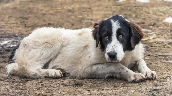 Bukovina Sheepdog Dog photo