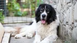 Bukovina Sheepdog Dog photo