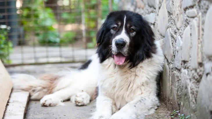 Bukovina Sheepdog Dog photo