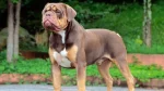 Buldogue Campeiro Dog photo