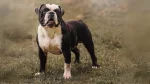 Buldogue Campeiro Dog photo
