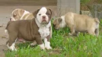 Buldogue Campeiro Dog photo