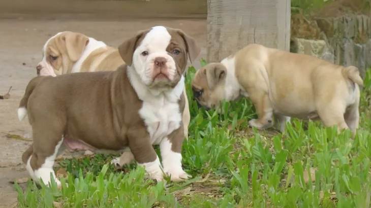 Buldogue Campeiro Dog photo