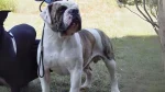 Buldogue Campeiro Dog photo