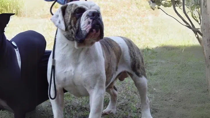 Buldogue Campeiro Dog photo