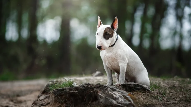 Bull Terrier Dog photo