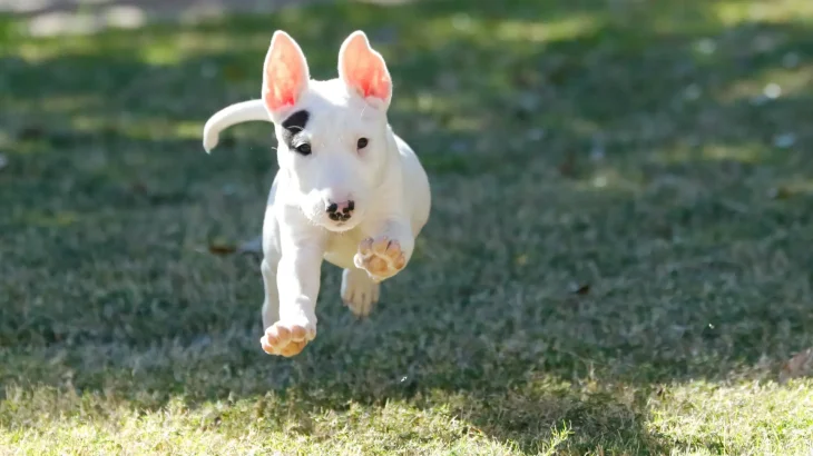 Bull Terrier Dog photo