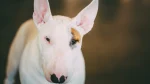 Bull Terrier Dog photo