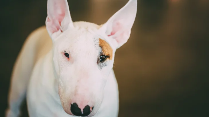 Bull Terrier Dog photo