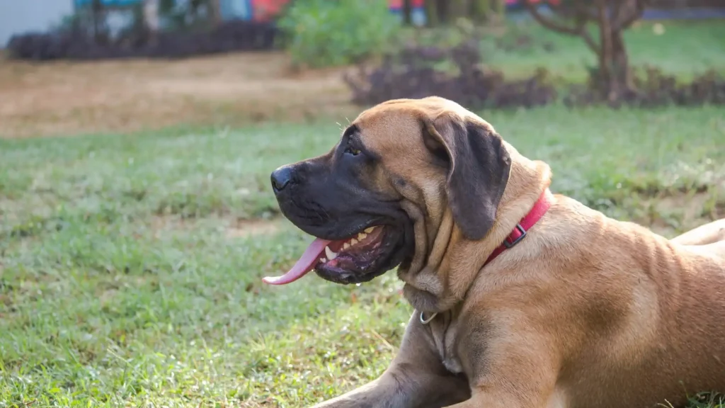Bullmastiff Dog photo