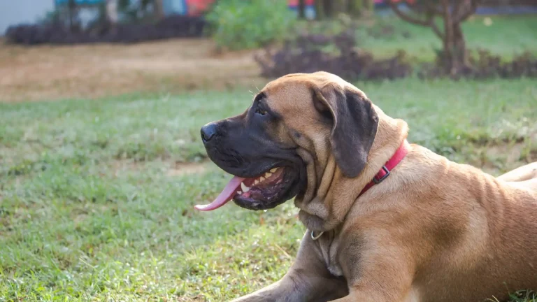 Bullmastiff Dog photo