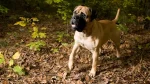 Bullmastiff Dog photo